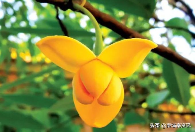 第一次去柬埔寨旅游会被盘问,第一次去柬埔寨工作带什么