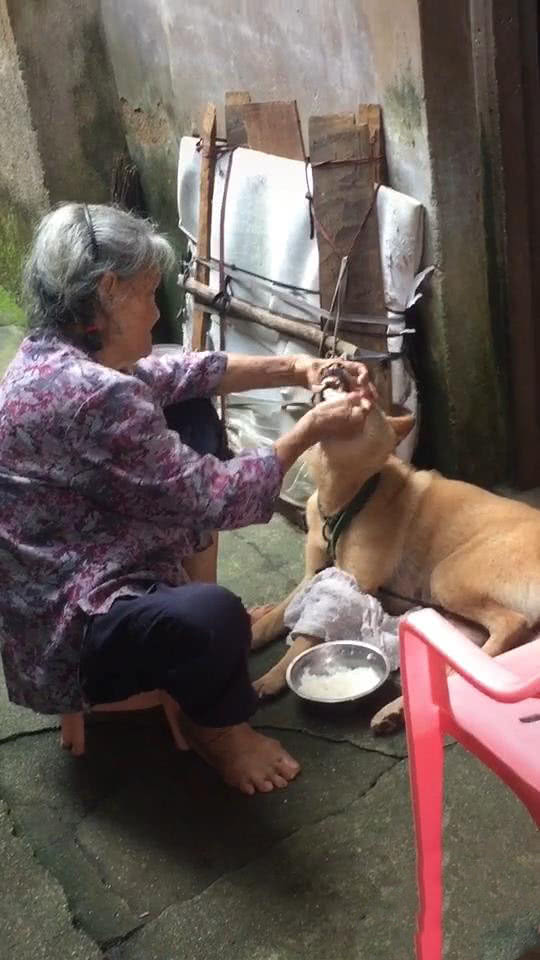 奶奶用勺子强行给狗喂饭,狗狗不吃饭奶奶亲自用勺子喂狗吃