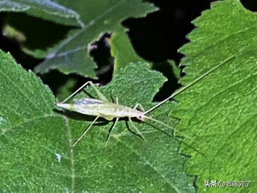 秋天到蟋蟀叫完整版,秋天到蟋蟀叫教材朗读