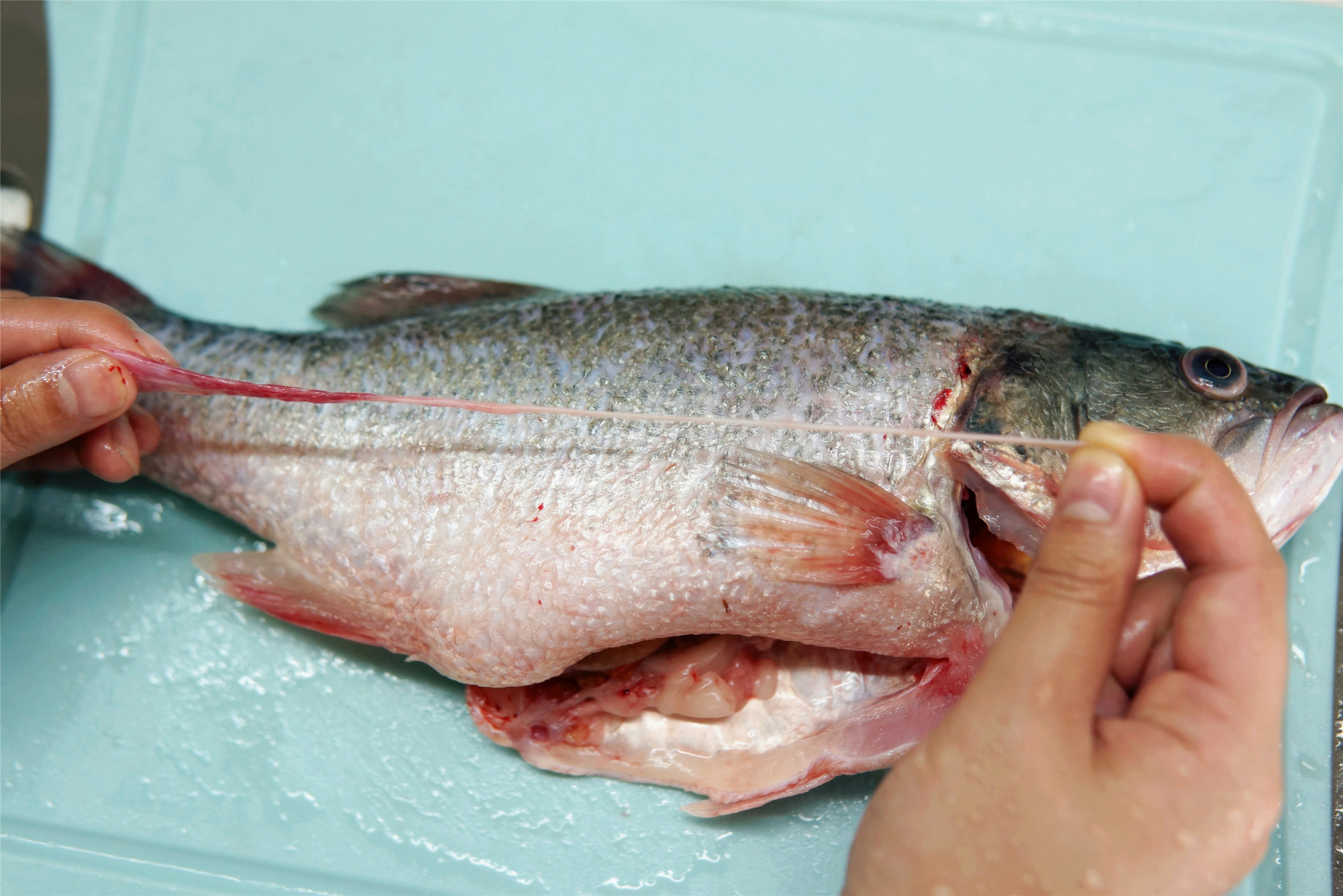 清蒸鱼没有葱姜怎么去腥,清蒸鱼用什么鱼刺少好吃