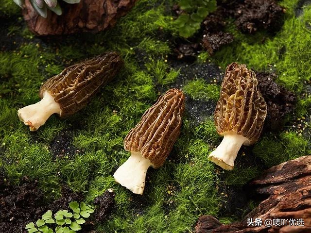 羊肚菌四大菌王,法国野生羊肚菌