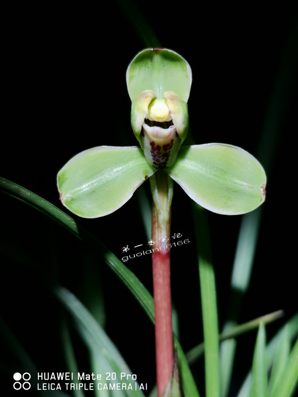 524:兰花的小草大草之说所牵引出的话题