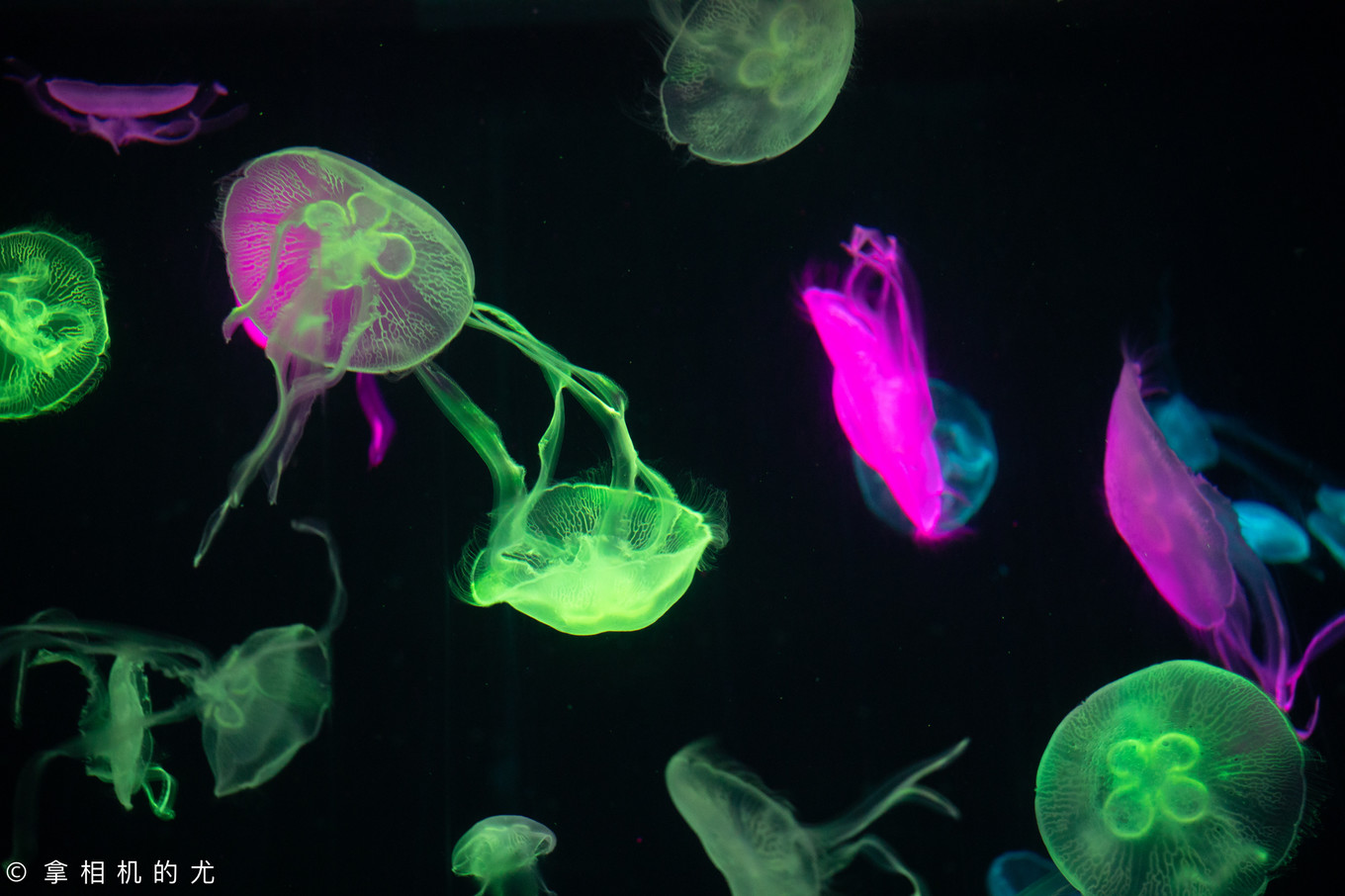 珠海横琴长隆海洋王国游玩全攻略,珠海长隆海洋王国跟香港海洋公园