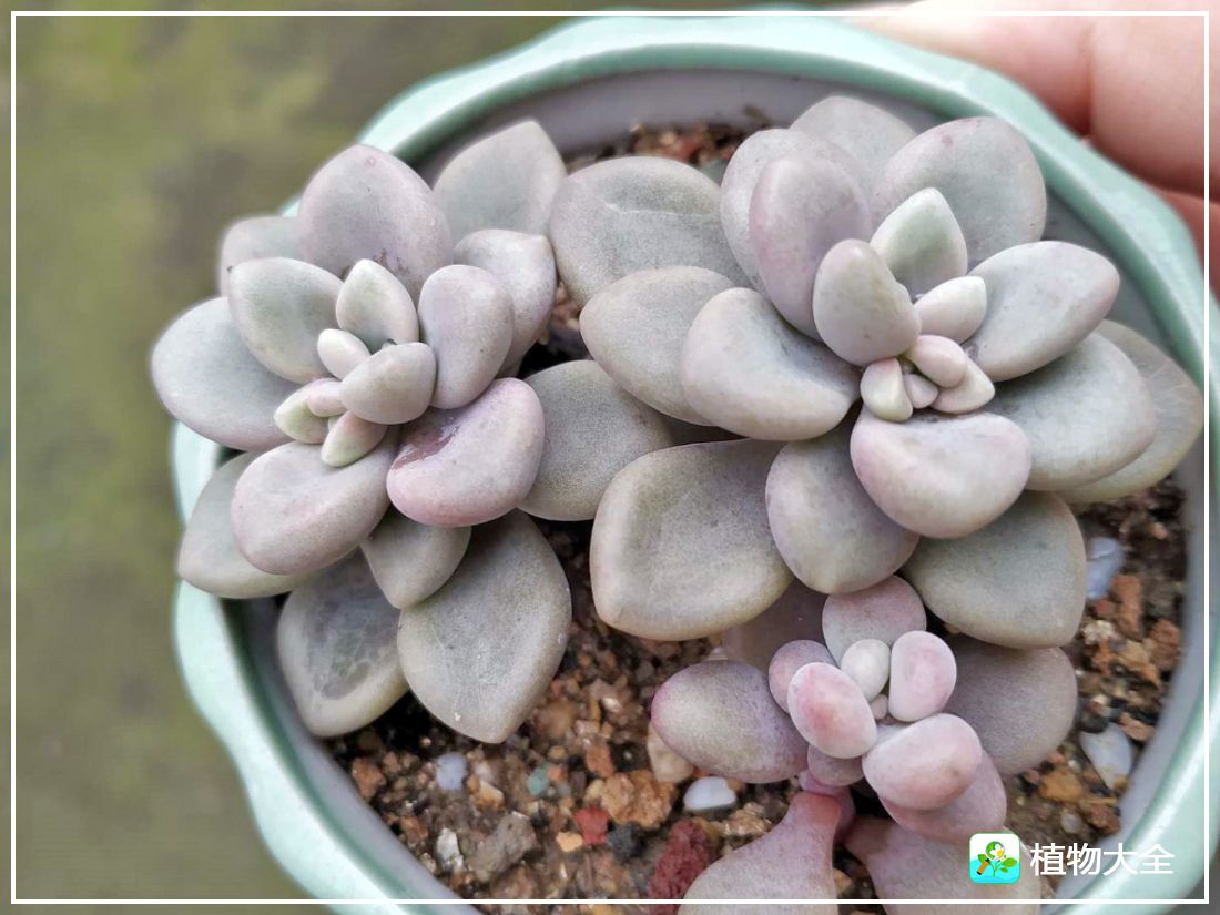 多肉植物艾伦视频,多肉植物艾伦价位