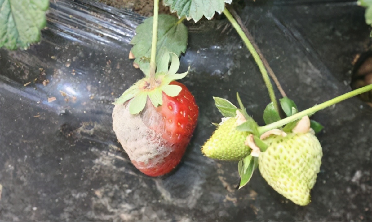 硕丰481芸苔素对草莓的防冻害效果,草莓叶子被冻害怎么办