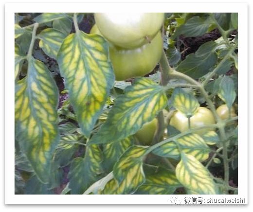 番茄缺镁有什么症状,番茄病毒病的防治和缺素防治