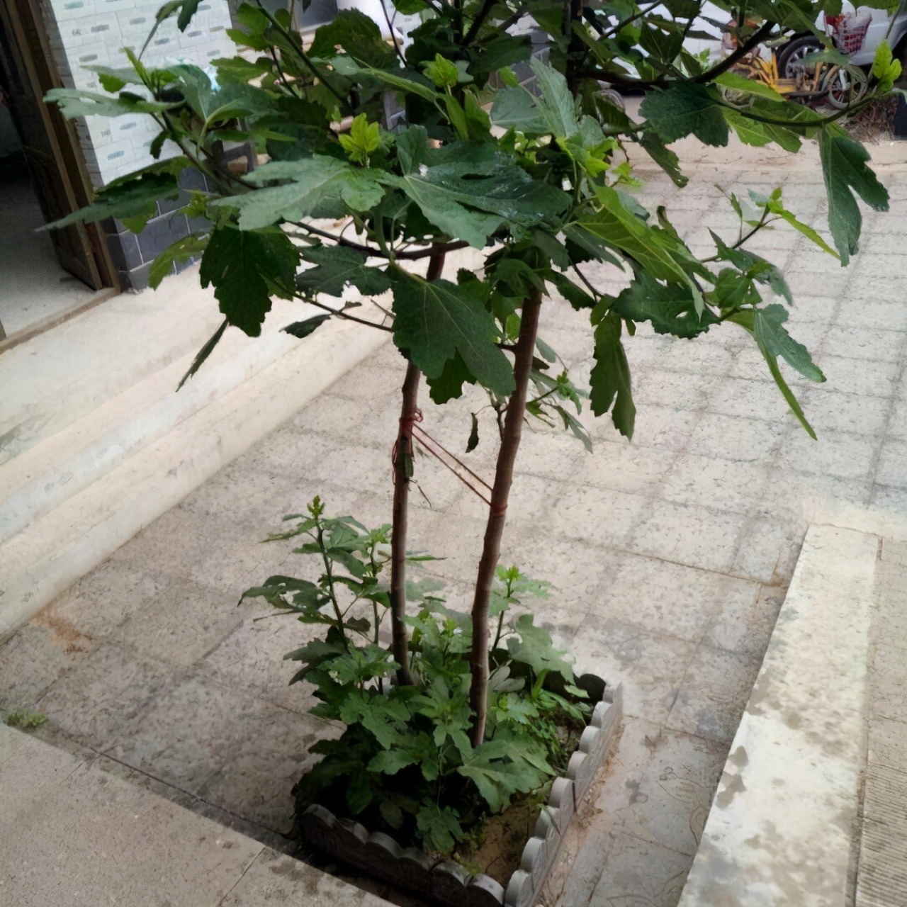 无花果怎么种口感才好吃,怎样挑选成熟的无花果