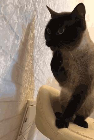 没有攻击性的猫,公认无攻击性的猫你最喜欢哪只