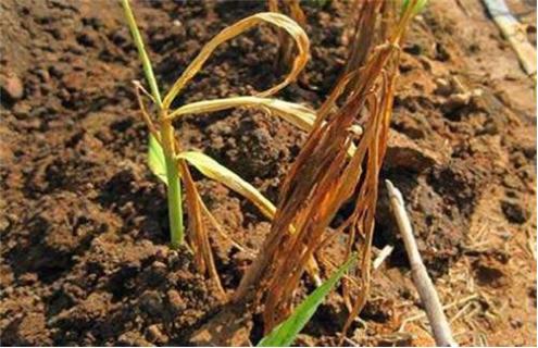 姜的种植技术与管理方法有哪些,姜的种植管理新技术