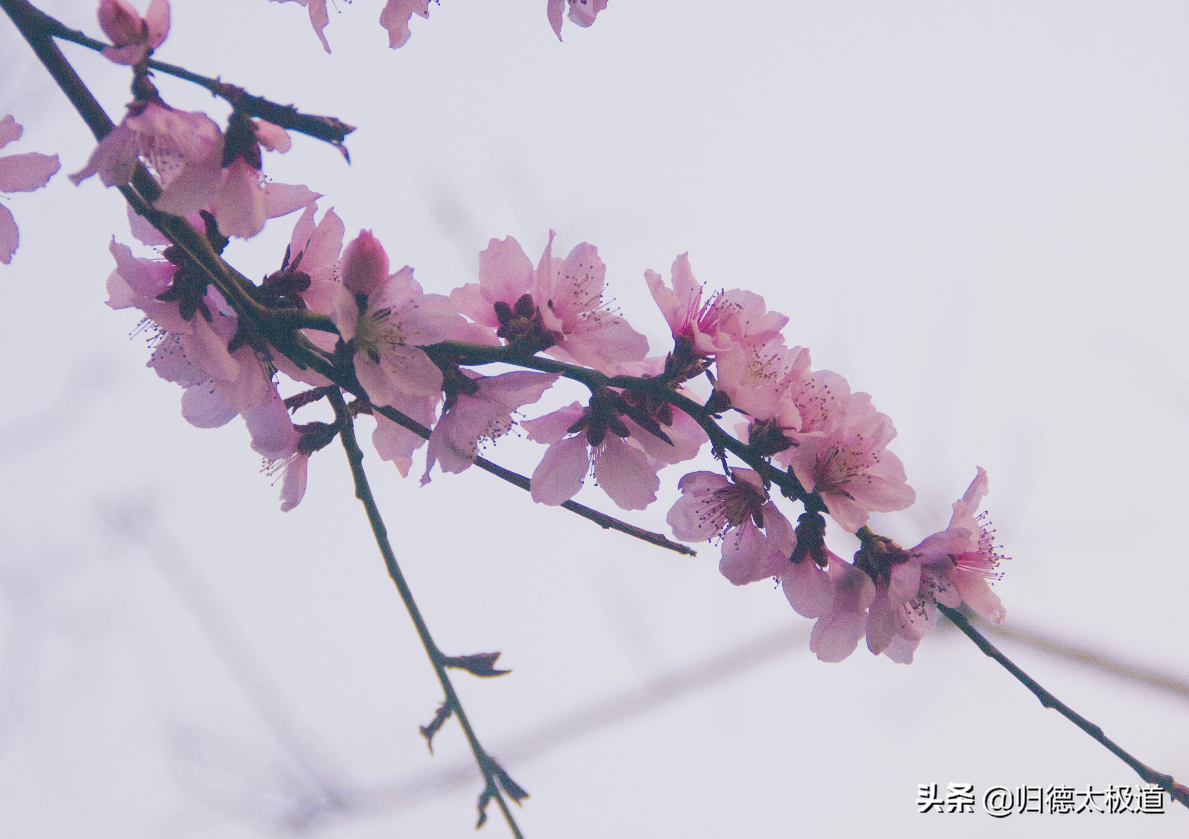 “东风袅，蝶花妖，俏蕊风流自艳摇”。少有人欣赏，它是谁？