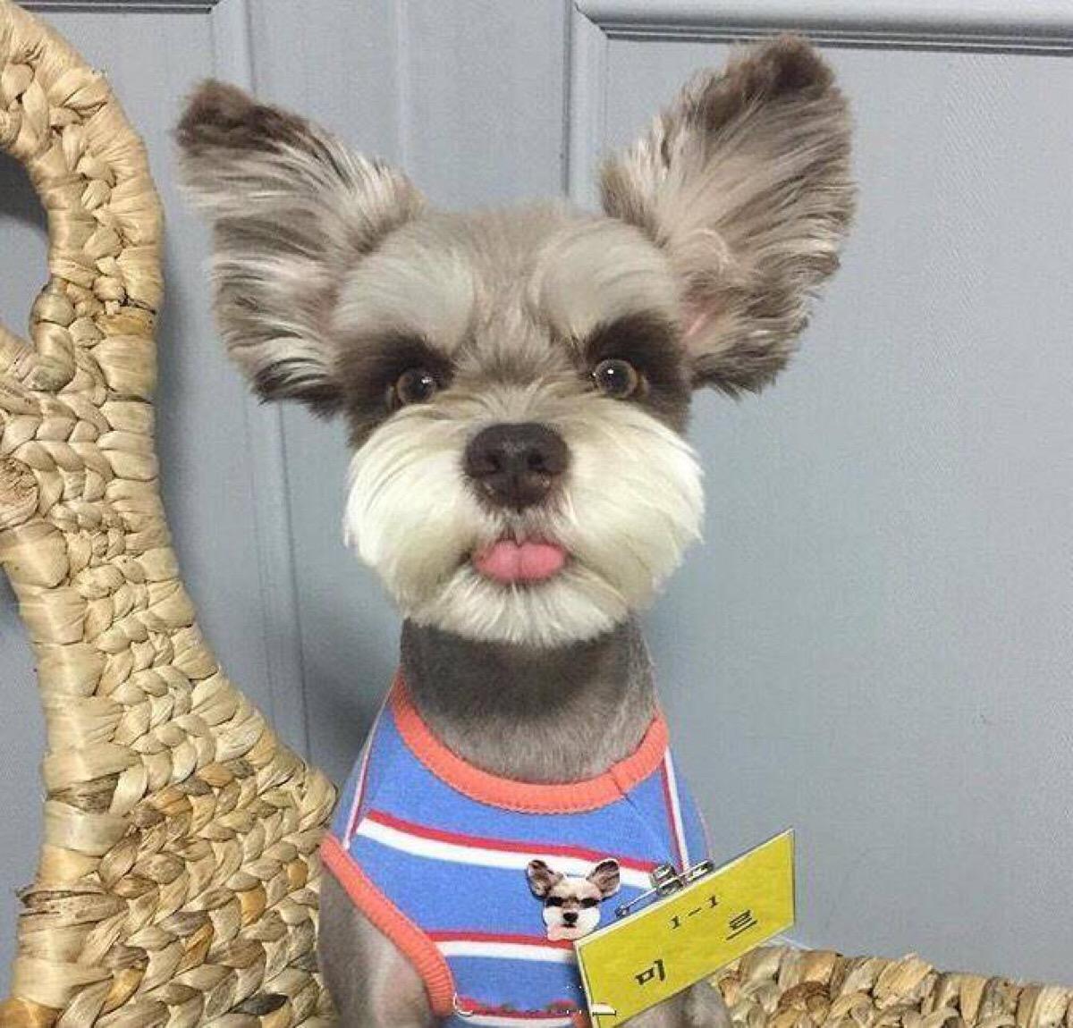 小型犬品种大全及图片柯基犬,不掉毛无体味性格温顺的小型犬