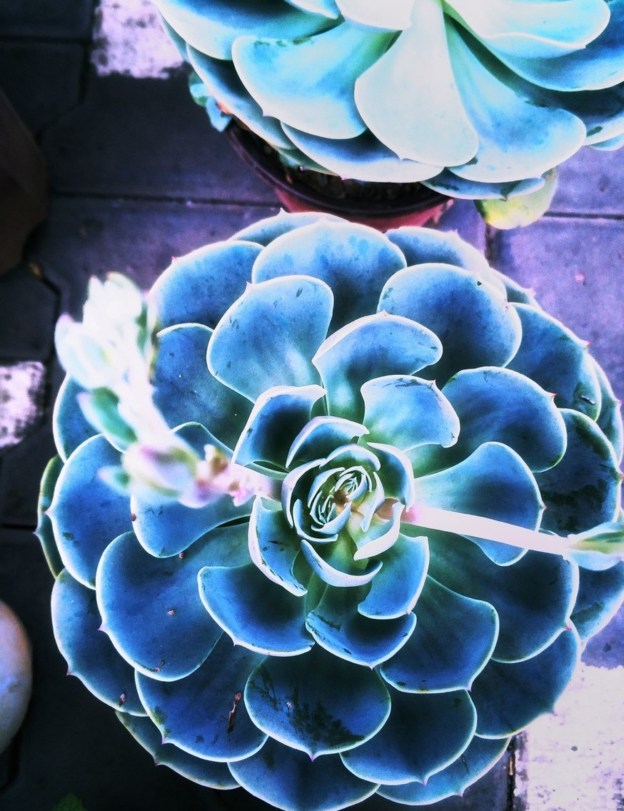 多肉玉蝶怎么度夏天,多肉玉蝶怎么度夏