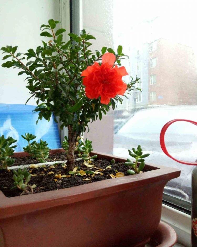 石榴盆栽怎么养才能开花,石榴盆栽怎么养