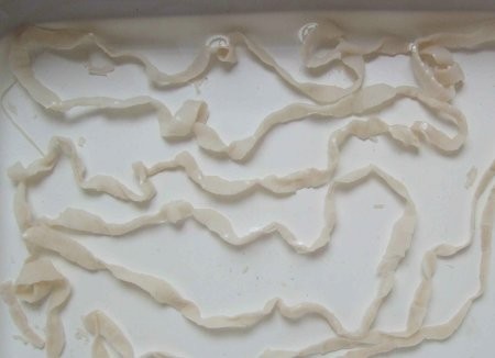 狗狗体内外寄生虫有哪些?看完这篇再也不用为这事儿发愁了