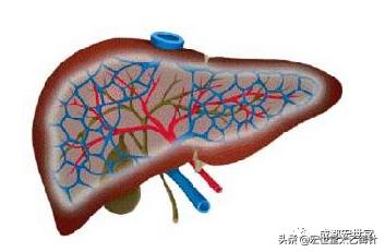 得了慢性病毒性肝炎不要着急,用这招,大家都说好用