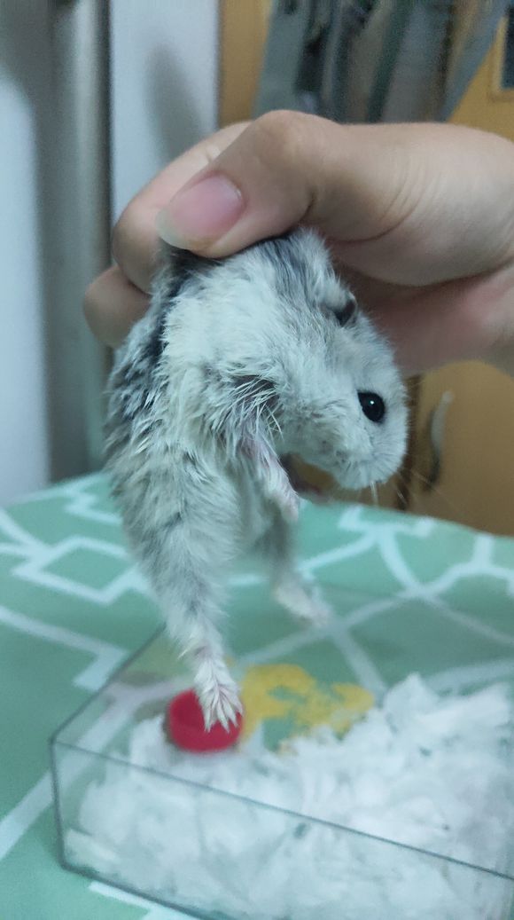 小女孩把仓鼠放到浴缸里洗澡,用水给仓鼠洗过澡没事吧