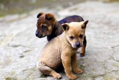 两个月大的土狗,俩个月大的土狗