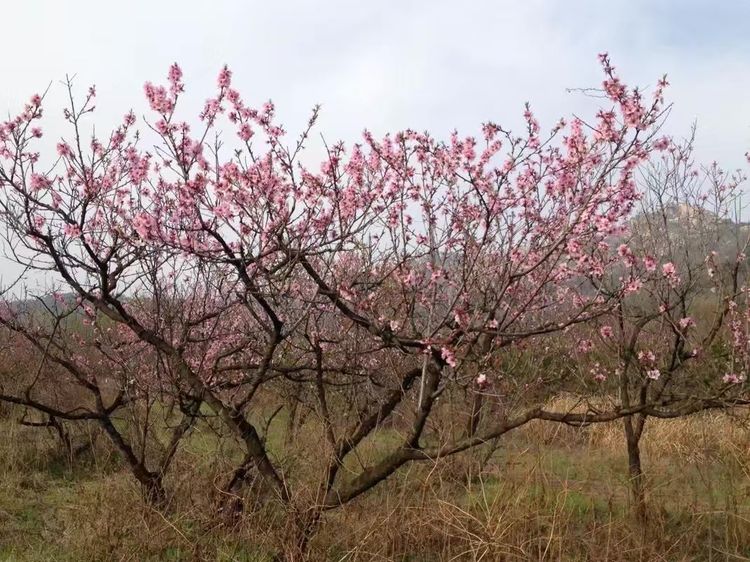 临沭冠山银杏树,临沭冠山道教