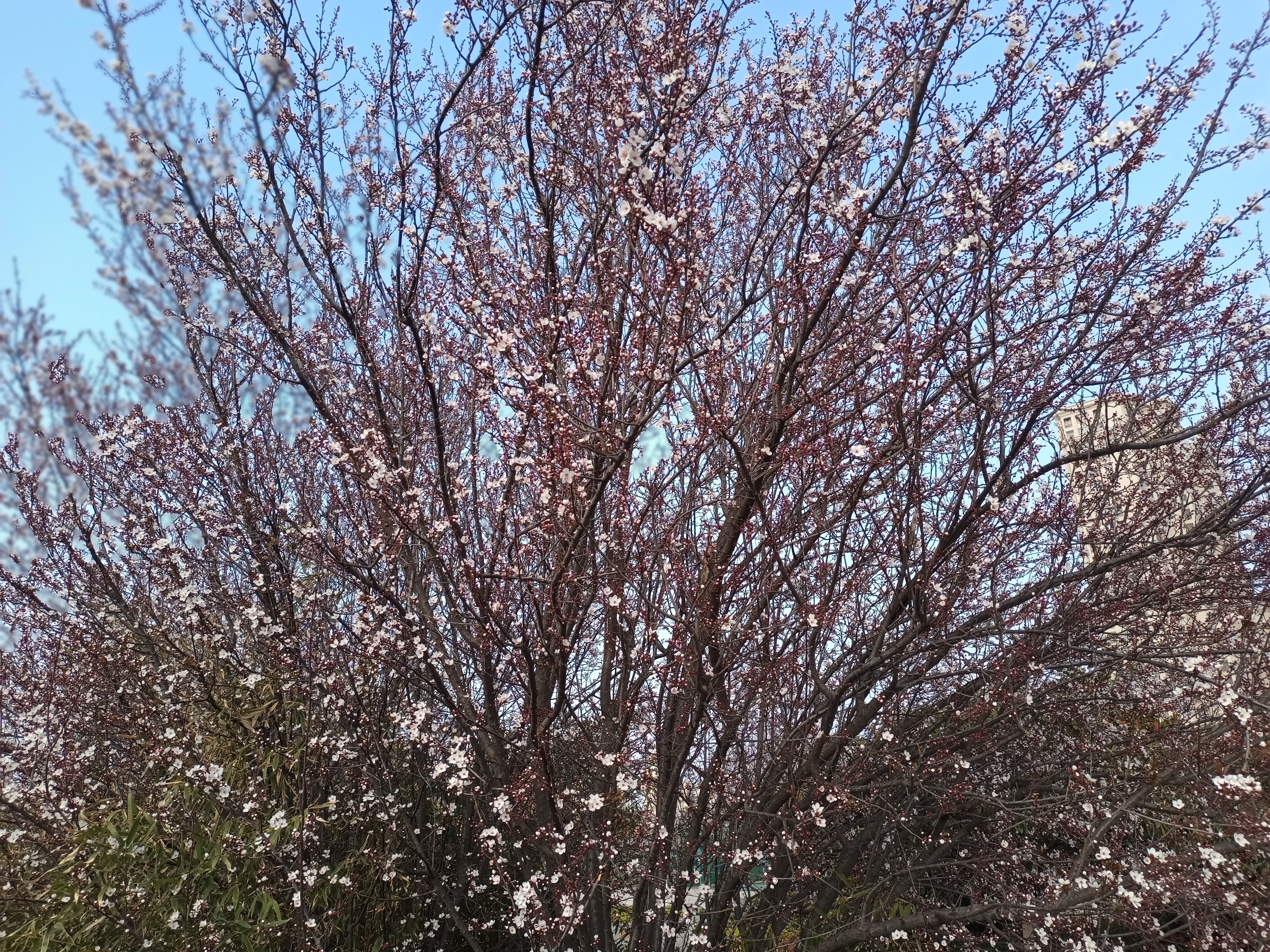 春暖花开正当时,丰县河滨公园成了很多丰县人的休闲胜地