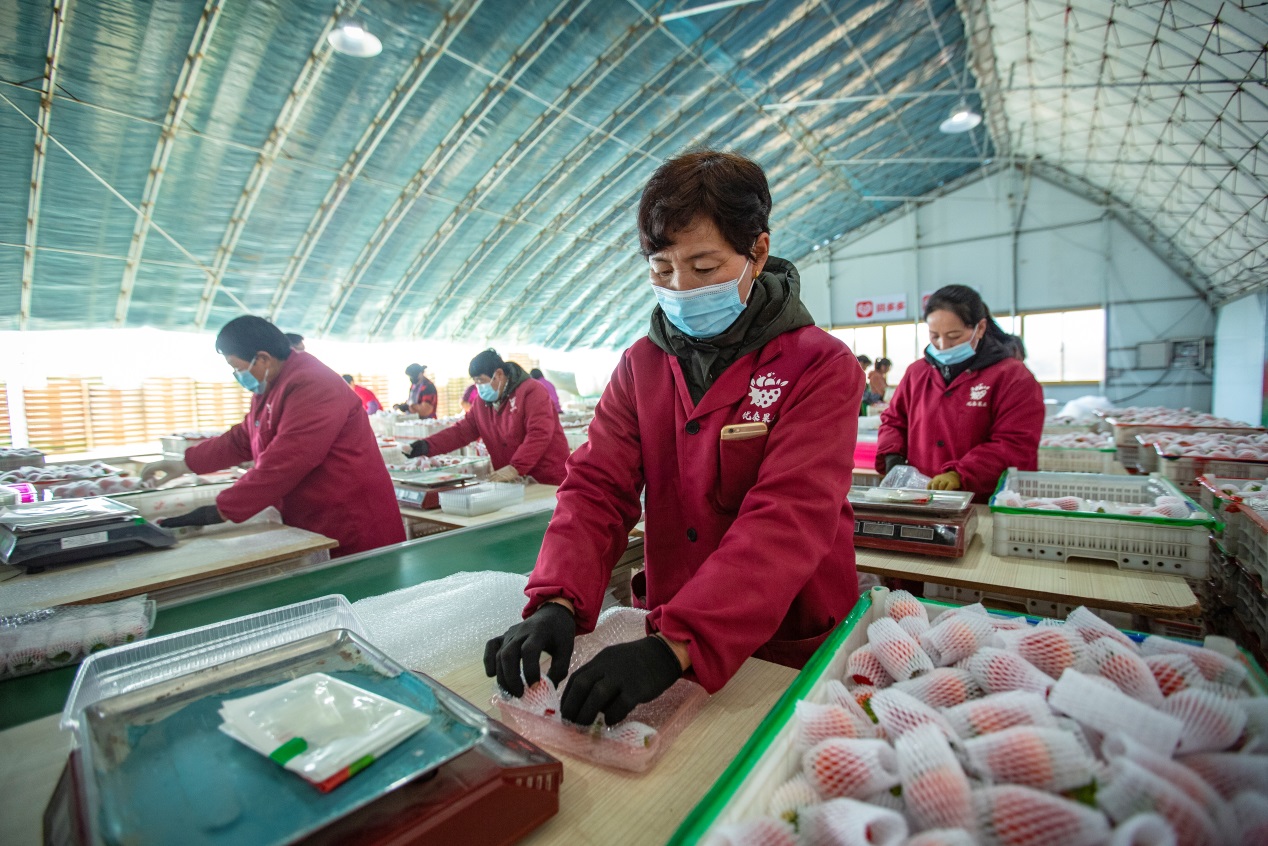 最快5小时,拼多多新农人打造丹东草莓“原产地直发”极速供应链