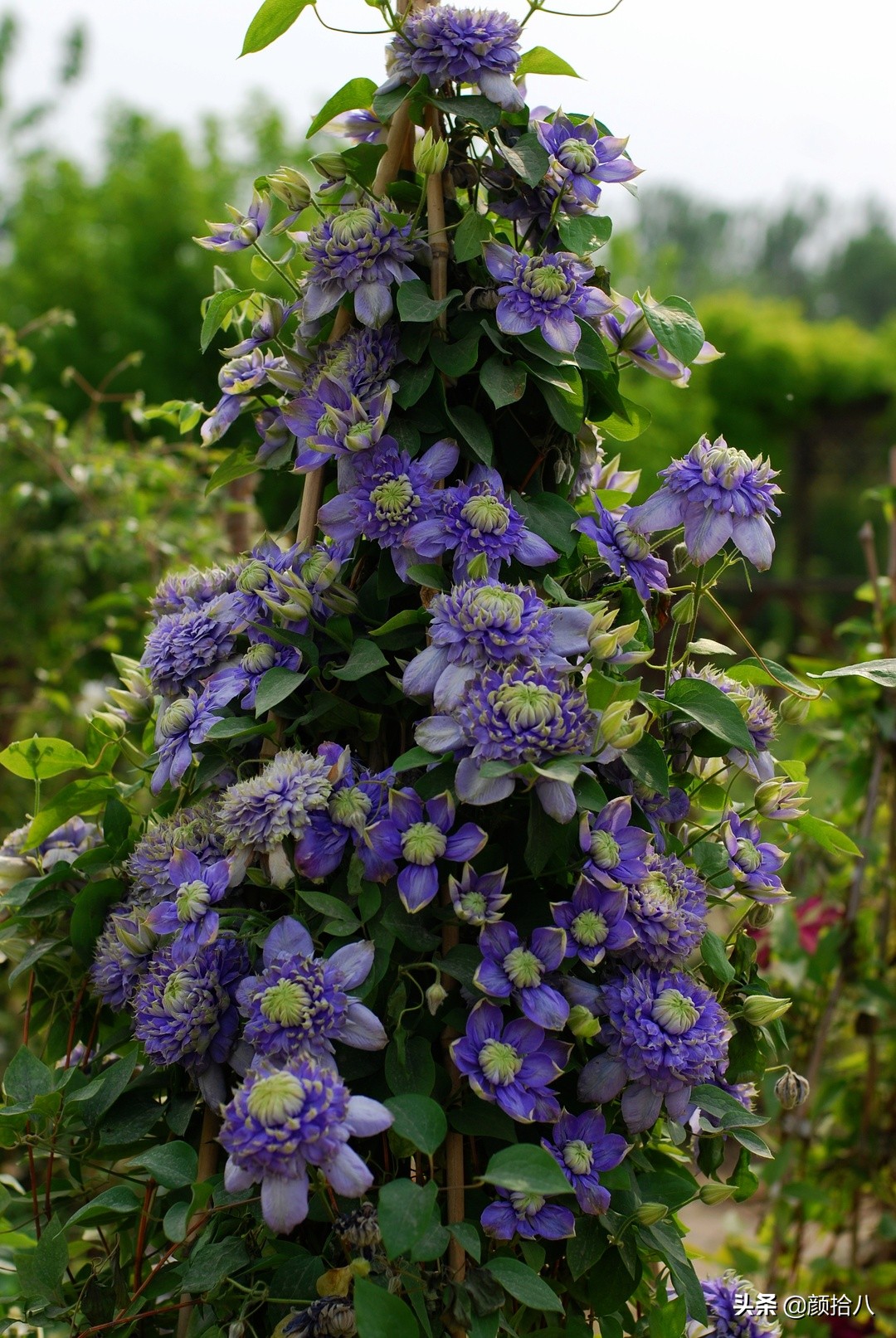 没有比利时花园游,来点比利时啤酒吧|随笔