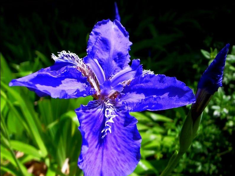 科颜氏精华露鸢尾花测评 (科颜氏精华露鸢尾花和小白瓶)