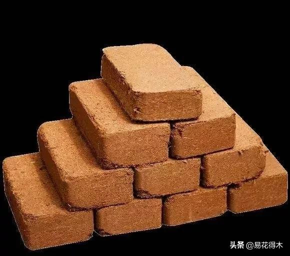 花卉栽培｜蛇木、泥炭、椰糠、松针，这些纤维类植料有什么优点？