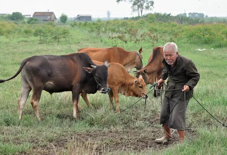 河南农村老伯埋怨自己“话太多,管太宽”害得儿子离了婚,咋回事