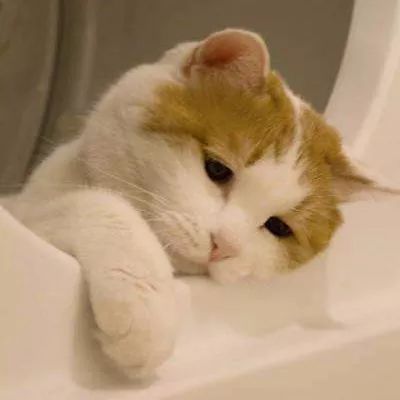 怎么给猫咪选择合适的猫粮,怎么挑选好的猫咪猫粮品牌