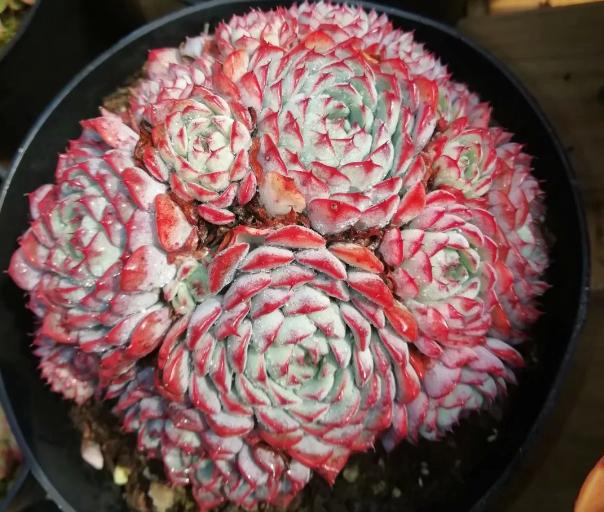 多肉养出状态来有多美?这102种多肉控养上色之后美呆了