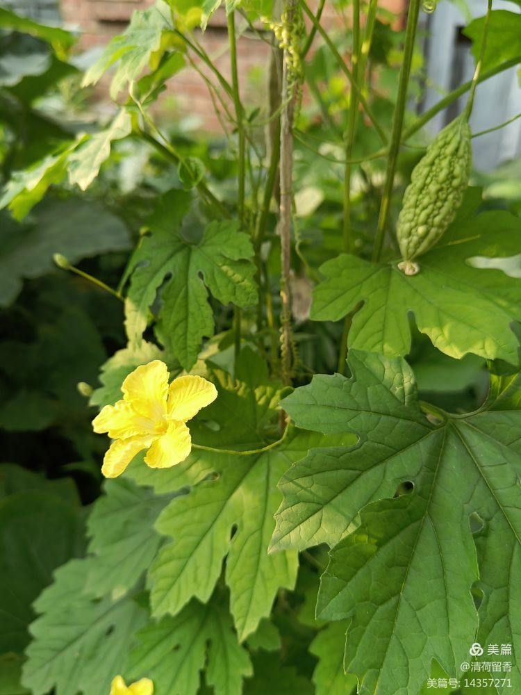 散文：黄黄的瓜花儿