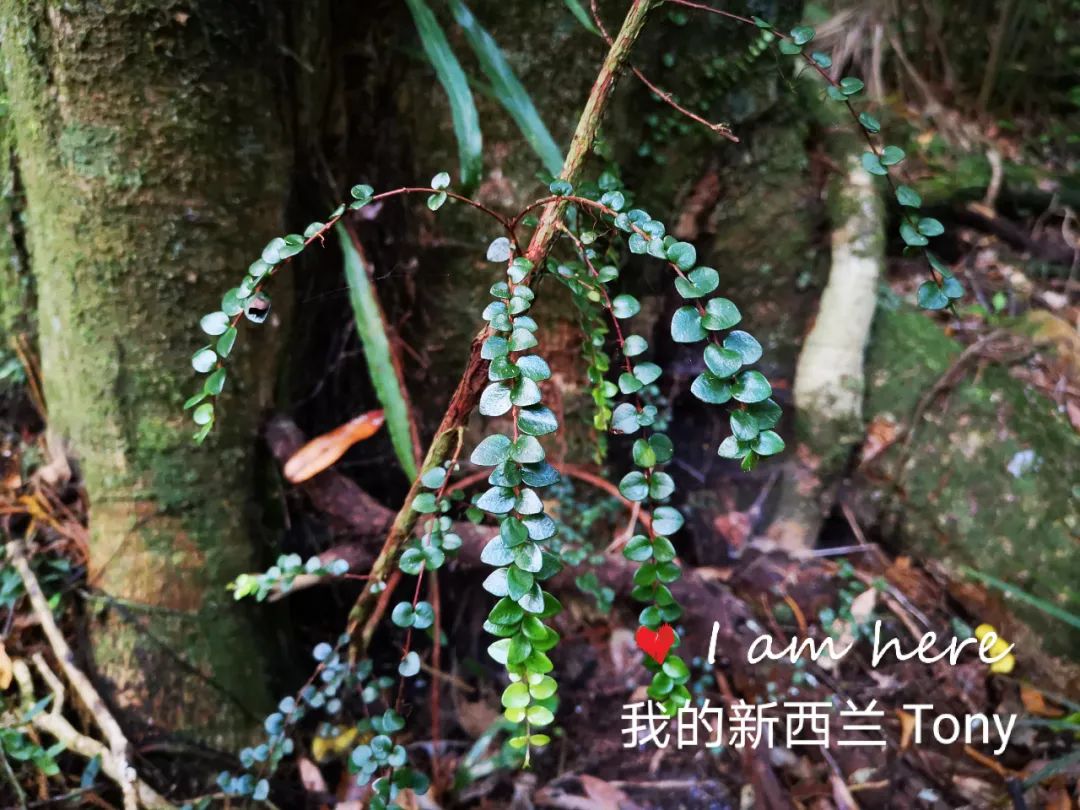 新西兰的雨林||皮龙亚狂想曲（7）