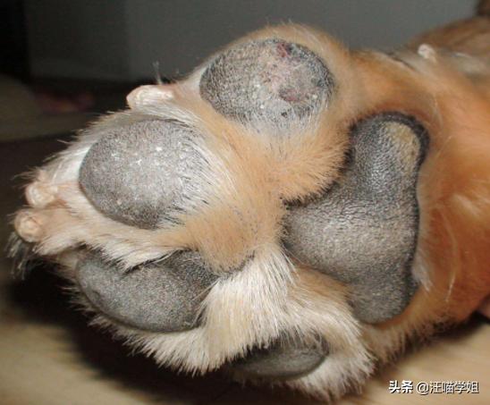 狗狗的脚太脏怎么办,狗狗脚掌的常见现象