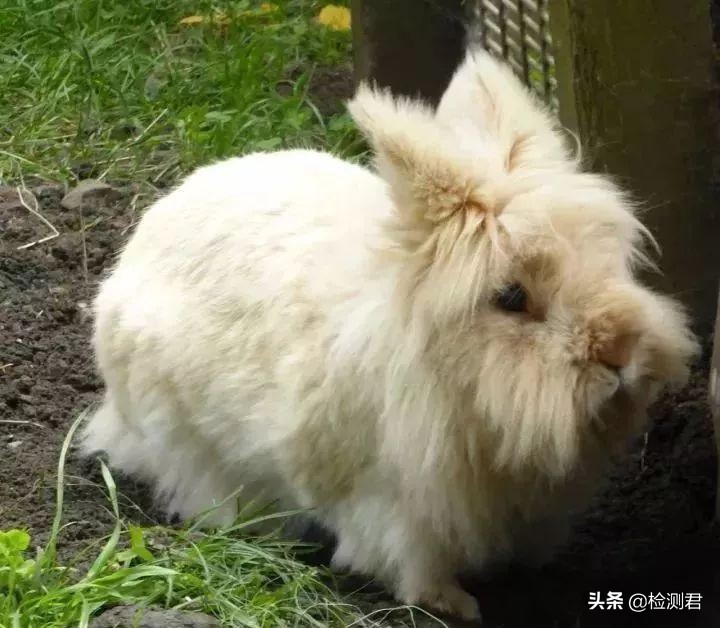 动物毛怎么收藏,各种动物毛纤维