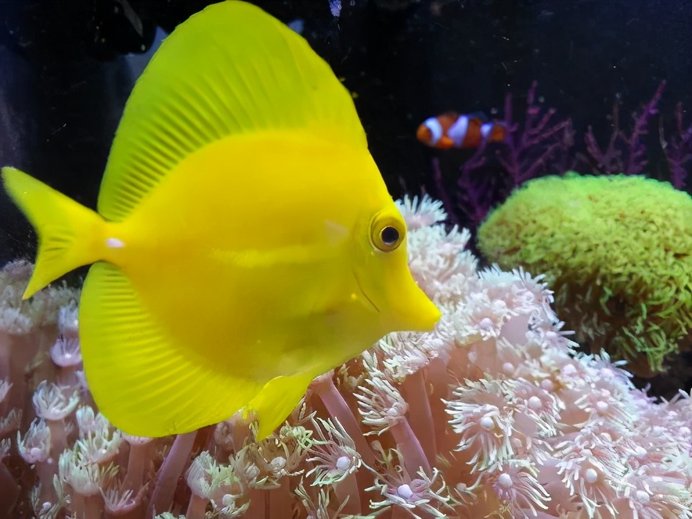 啥样的鱼皮实好养活,海水鱼皮实么