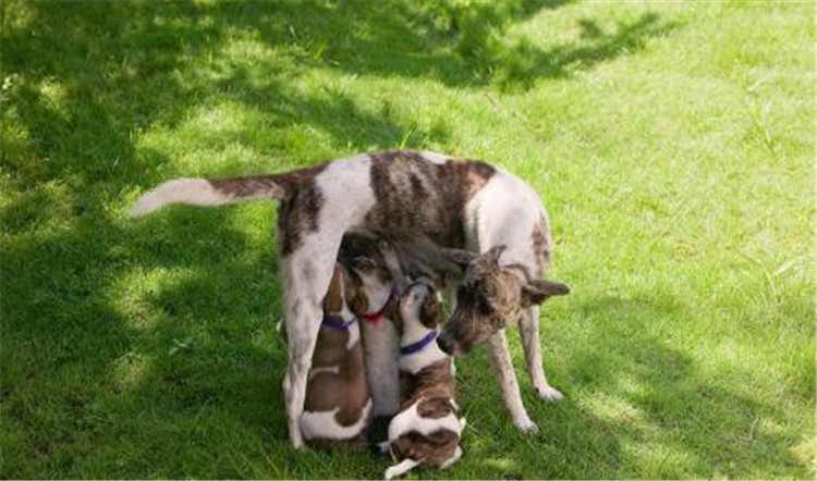 狗妈妈生孩子了该怎么办,狗妈妈生不出来怎么办