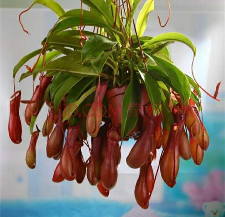 猪笼草能吸引蚊子吗,猪笼草可以吃蚊子吗