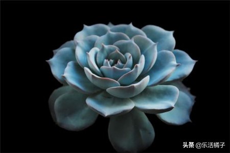 多肉植物蓝石莲有哪些品种,蓝石莲和石莲花是一个品种吗