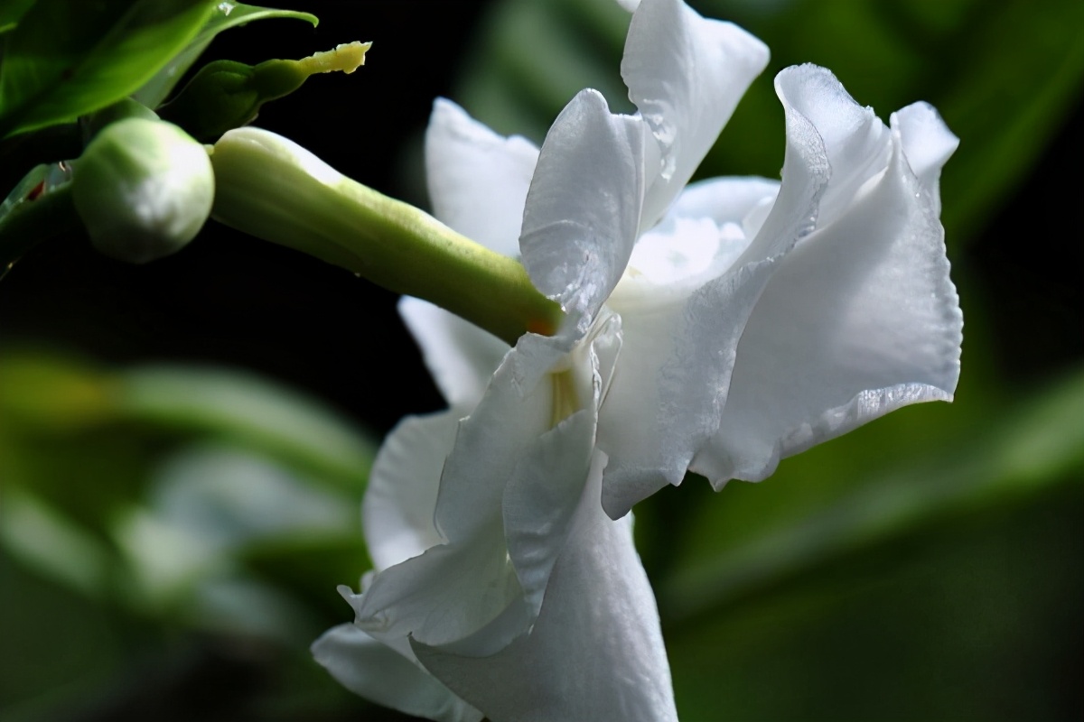 茉莉黄叶掉叶怎么补救,水晶茉莉落叶黄叶是什么原因