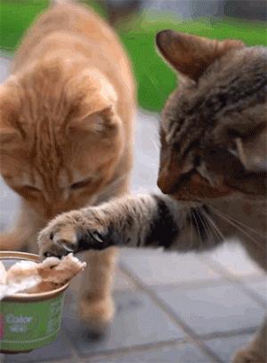 猫咪天天跑去喂鱼,猫咪不吃东西喝汤能喝饱吗