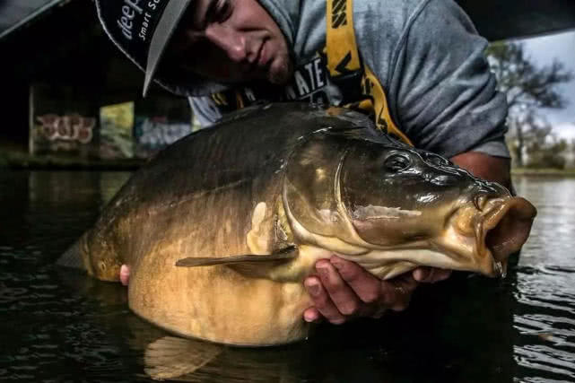 英国钓鲤鱼装备,欧洲钓鲤鱼的方法