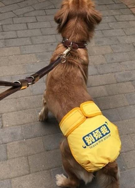 8岁金毛来大姨妈,金毛第一次来大姨妈什么样