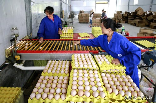 饲料添加什么鸡蛋更黄,饲料多加什么可以增加蛋重