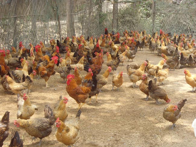 黑水虻虻浆酵素蛋白在蛋禽养殖中的实际应用和效果分析