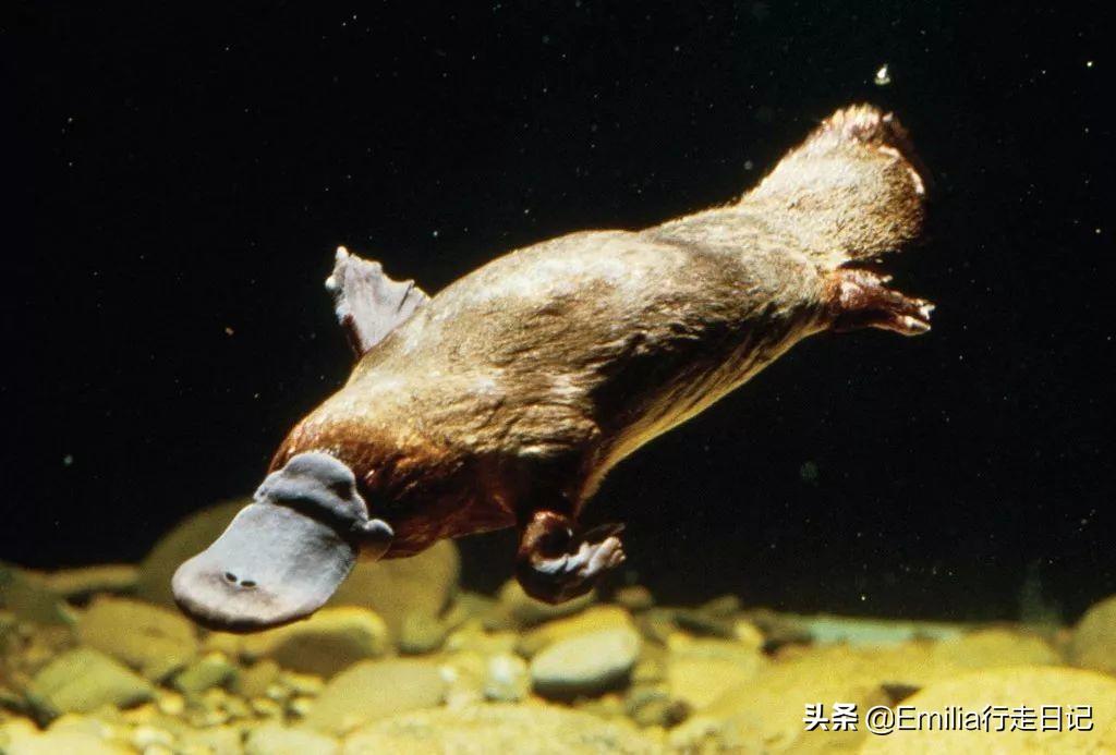 世界活化石博物馆特有动物,澳大利亚国宝鸭嘴兽图片