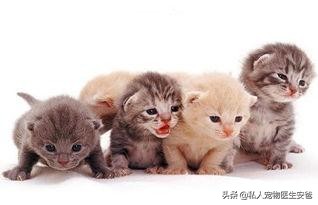 怎样给小猫打疫苗,小猫接种疫苗多少钱