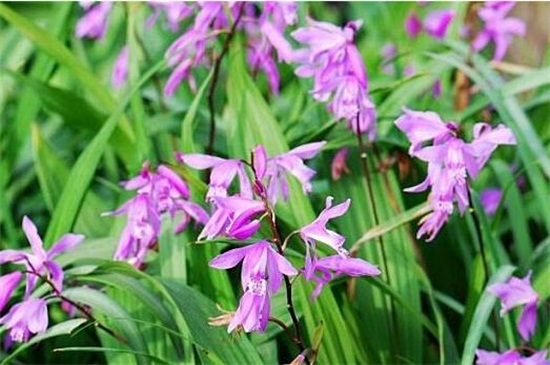 白芨出售时怎样分类,这段时间收购的白芨有哪些