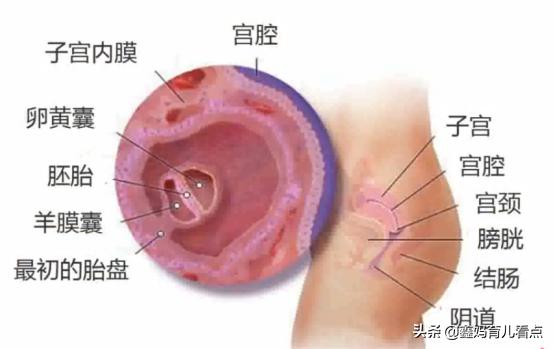 怀孕的第1件事是什么,怀孕第一件事要做什么