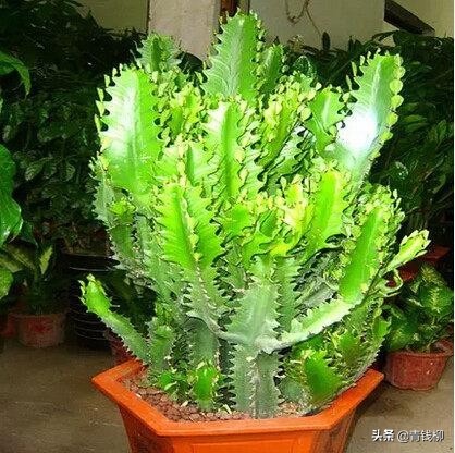 多肉植物赫拉的繁殖方法,九尾狐多肉植物繁殖方法