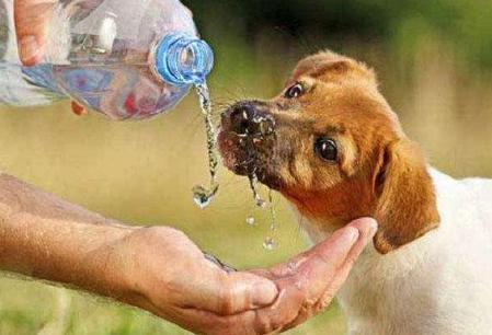 狗狗中暑症状和解救方法,狗狗中暑自救视频